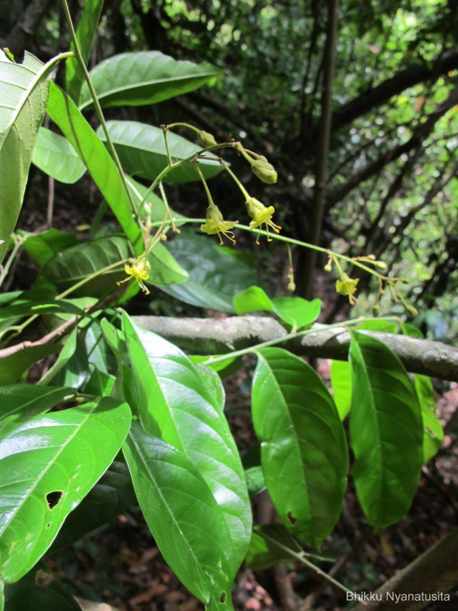 Harpullia arborea (Blanco) Radlk.